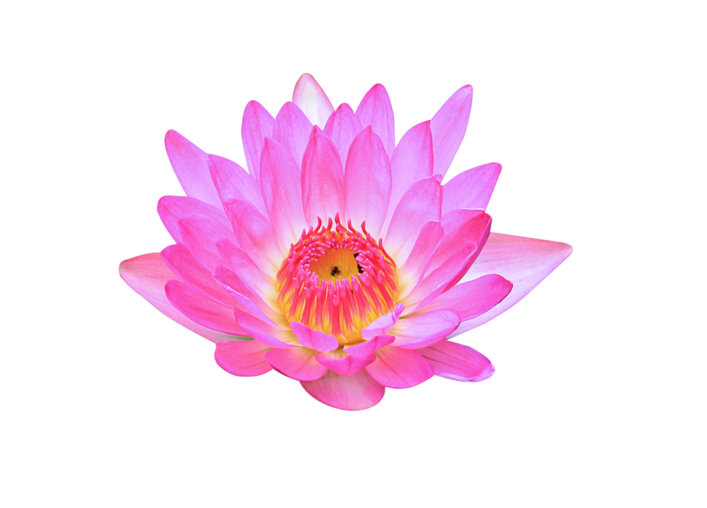 lotus flower on transparent background free png